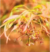  ??  ?? Delicate flowers on red stalks under the finely lobed leaves of Acer palmatum ‘Villa Taranto’.