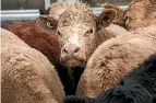  ?? PHOTO: FAIRFAX NZ ?? New Zealand’s red meat trade to Russia was worth $24.6 million in 2016.