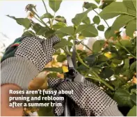  ??  ?? Roses aren’t fussy about pruning and rebloom after a summer trim