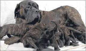  ??  ?? The 14 Mastiff puppies in litter, above headline, with mum Karma, left, and in the arms of owner Hazel Manson, right