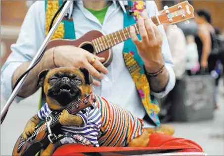  ?? Petr David Josek ?? A dog sits in the lap of a street musician Wednesday during the 2018 World Cup in St. Petersburg, Russia. The Associated Press