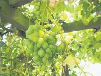  ??  ?? White grapes on a pergola in a Roxburgh garden.