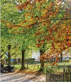  ?? Foto: Uschi Nagl ?? Für ein Bauvorhabe­n der Gemeinde müssen an der Neudießene­r Straße drei Linden gefällt werden.