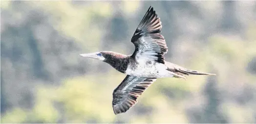  ?? BRUCE MACTAVISH PHOTO ?? St. John’s Harbour was graced by the presence of this tropical visitor called the brown booby.