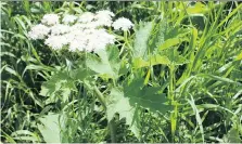  ?? DIANA SHERMET ?? Cow parsnip has smaller leaves than the giant hogweed. As well, the stem does not have purple blotches.