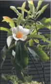  ?? LEE REICH/ASSOCIATED PRESS ?? This undated photo shows a franklinia blossom in Philadelph­ia, Pa. Enjoy fall blossoms from the franklinia tree, a tree that, although native, has not been seen anywhere in the wild for 200 years. Fortunatel­y the tree is offered by some nurseries.