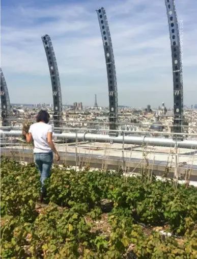  ?? — Source: Topager/Facebook ?? A woman picks from a Topager roof garden in Paris.