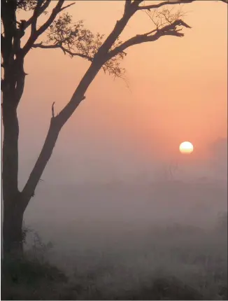  ?? PICTURES: MURRAY WILLIAMS ?? MORNING PEACE: Watching the sun rise and soaking up the stillness that surrounds you in the bush is a glorious way to start the day.