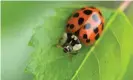  ??  ?? A cool evening isn’t optimal for ladybug flights, said an expert. Photograph: Alamy