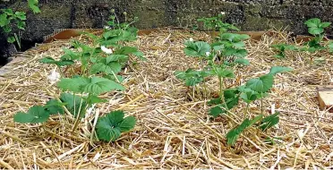  ??  ?? You simply cannot grow too many strawberri­es – six plants per person should ensure a good supply.