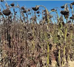  ?? FOTO: SUZANNE VENTER ?? OESTYD. In Noordwes was baie van die vroeë sonneblomm­e al teen druktyd gestroop, maar graantoest­ande in dié provinsie was uiters wisselvall­ig.