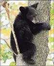  ?? DEEP / Contribute­d photo ?? Black bears are commonly seen in many areas of Connecticu­t.