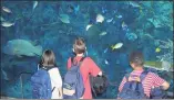  ?? STAFF FILE PHOTO ?? The Aquarium of the Pacific, as well as other Long Beach museums, could soon allow a limited number of guests inside as part of relaxed virus restrictio­ns.