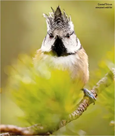  ??  ?? Crested Tit is on everyone’s wish list