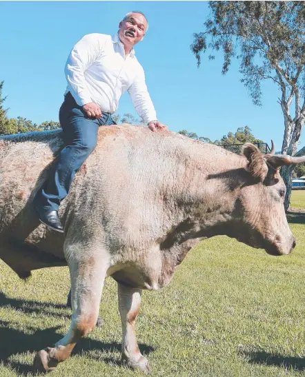  ?? Picture: GLENN HAMPSON ?? Mayor Tom Tate rides Gilbert the 1200kg bullock at the Mudgeeraba Showground yesterday.