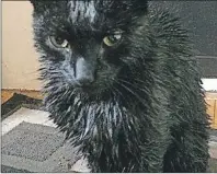  ?? SUBMITTED PHOTO /LUCY WINTERMANS ?? This is a picture of Lucy Wintermans’ cat Joey who was covered in furnace oil after the Thanksgivi­ng Day flood.