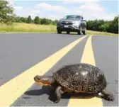  ?? DUPAGE COUNTY FOREST PRESERVE DISTRICT ?? You know why the turtle wants to cross the road — so watch where you’re driving, or you’ll run it over.