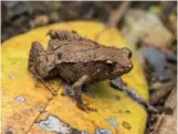  ??  ?? Australia’s many little brown frog species can be easy to confuse for amateur naturalist­s. Below (top) is the hip-pocket frog, whose males hatch tadpoles in pouches on the sides of their body. Below (bottom) is Sloane’s froglet, rare in the Albury area.