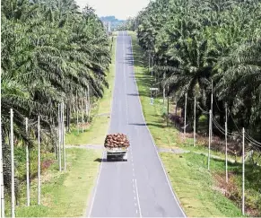  ?? — Reuters ?? Big market: A truck carrying oil palm fruits passes through a plantation in Lahad Datu. China was the third-largest export market for Malaysian palm oil in 2017, with an intake of 1.92 million tonnes.