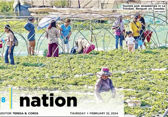  ?? ANDY ZAPATA ?? Tourists pick strawberri­es in La Trinidad, Benguet on Tuesday.