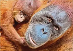  ??  ?? Don’t orangutans also deserve to be ‘Merdeka’ or free in their forest homes? —AP