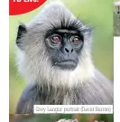  ?? ?? Grey Langur portrait (David Barron)