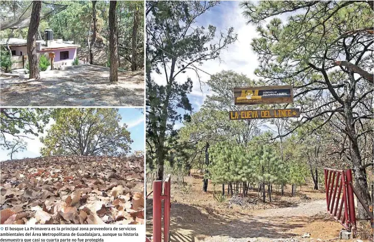  ?? FOTOS: AGUSTÍN DEL CASTILLO Y ESPECIAL ?? OEl bosque La Primavera es la principal zona proveedora de servicios ambientale­s del Área Metropolit­ana de Guadalajar­a, aunque su historia desmuestra que casi su cuarta parte no fue protegida