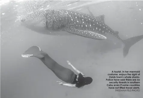  ?? FREEMAN FILE PHOTO ?? A tourist, in her mermaid costume, enjoys the sight of
Oslob town's whale sharks. Police have said there are no
security threats in southern Cebu even if some countries
have not lifted travel alerts.