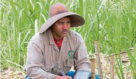  ?? CENICAÑA ?? Cenicaña desarrolla variedades más eficientes en el uso del nitrógeno y estudia el aprovecham­iento de los residuos agrícolas.