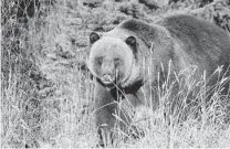  ??  ?? A study published last winter found that almost a third of the 3,500 grizzlies shot by trophy hunters across British Columbia from 2001 to 2011 were females.