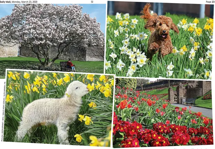  ?? Pictures:JASONBRYAN­T/APEX/WALESNEWSS­ERVICE/GLENMINIKI­N/PA ?? Bloom time: (Clockwise from top left) a magnolia tree in Glastonbur­y, a cockapoo in Wales, flowers in Guildford and a lamb near Leeds