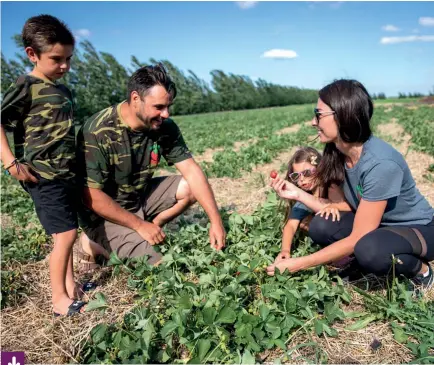  ?? Photo : Marta Guerrero ?? Matthieu et Jennifer Turenne, accompagné­s de leurs enfants Criz (à gauche) et Nixi, cueillent des fraises dans leurs cinq acres de champs.