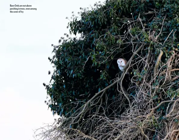  ??  ?? Barn Owls are not above perching in trees, even among the cover of Ivy