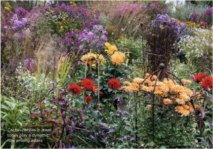  ??  ?? Cactus dahlias in jewel tones play a dynamic role among asters