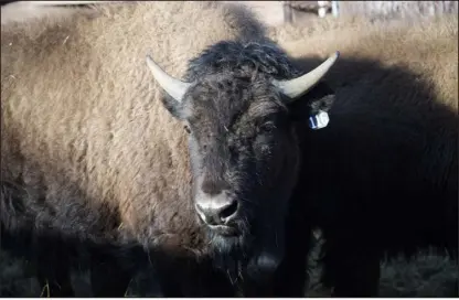  ?? PHOTOS BY DAVID ZALUBOWSKI — THE ASSOCIATED PRESS ?? One of the 35 Denver Mountain Park bison stands in a corral near Golden as it waits to be transferre­d to representa­tives of Native American tribes and one memorial council so they can reintroduc­e the animals to tribal lands Wednesday.