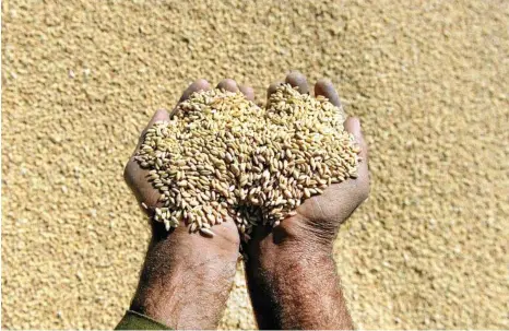  ?? PHOTO: HEDAYATULL­AH AMID ?? GRAIN MARKET: The World Agricultur­al Supply and Demand Estimates decreased the Australia wheat crop forecast by 1MMT to 17.5MMT.