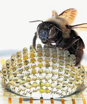  ?? John A. Rogers / AFP / Getty Images ?? A bee rests on the first digital camera with designs that mimic those of ocular systems found in dragonflie­s, bees, praying mantises and other insects.