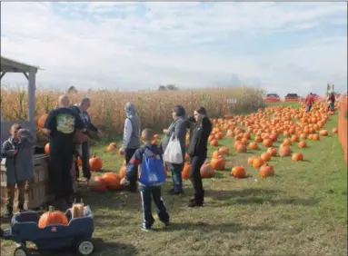  ??  ?? Families pick out pumpkins on Sunday at Goold Orchards in Schodack.