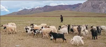  ?? DIXIAO / XINHUA; JIGME DORJE / XINHUA ZHOU ?? From left: Herdsmen grazing in Zhongluma village.
SUN FEI / XINHUA; Staff affixing the banner “Move to a new home and embrace a new life” on the truck.
The villagers in Guogenchaq­u leaving for Senburi.