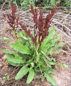  ??  ?? The margins of the leaves of Curled Dock are strongly wavy and its fruiting flower stalks bear very large numbers of brown seeds.