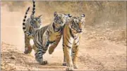  ??  ?? A 30% rise in India’s tiger population trigerred debate. GETTY FILE