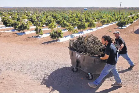  ?? BRENNAN LINSLEY/ASSOCIATED PRESS ?? Workers at Los Suenos Farms, a large open-air marijuana farm in Colorado, transport newly harvested marijuana plants.
