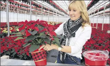  ?? LYNN CURWIN/TRURO NEWS ?? One of the poinsettia­s is arranged in a pot. About 50,000 poinsettia­s are grown at Forest Glen Greenhouse­s each year.