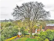 Council won’t let us chop down tree that is ‘clear danger to lives ...