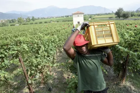  ??  ?? A lavoro Per la Coldiretti dei circa 65mila stagionali, in Veneto meno della metà era composta da stranieri