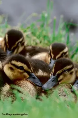  ??  ?? Ducklings nestle together