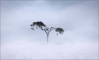  ??  ?? Conor McEneaney’s ‘Scots Pine’ which helped him earn the award of Irish Light Photograph­er of the Year.