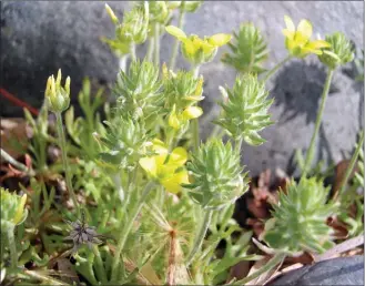  ?? LISA SCOTT/Special to The Herald ?? Just 500 grams of green bur buttercup contains enough poison to kill a 45-kilogram sheep.