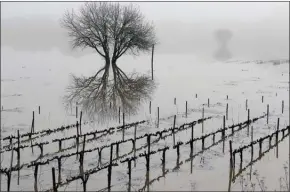  ?? The Associated Press ?? Vineyards remain flooded in the Russian River Valley on Monday near Forestvill­e, Calif. A massive storm system stretching from California to Nevada lifted rivers out of their banks, flooded vineyards and forced people to evacuate.