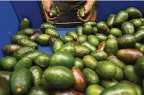  ?? AP PHOTO/ ARMANDO SOLIS, FILE ?? A worker selects avocados at a packing plant in Uruapan, Michoacan state, Mexico on Feb. 16, 2022. U.S. consumers will get the chance to try avocados from Jalisco state, after 25 years in which neighborin­g Michoacan has been the only Mexican state authorized to send the green fruit to the U.S. market.